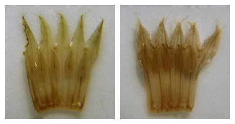 Dissected, spread Onosmodium corollas. Left: O. virginianum (Stephens County, Georgia), with narrower, more strongly acute corolla lobes and shorter filaments. Right: O. decipiens, with broader, less acute corolla lobes and longer filaments