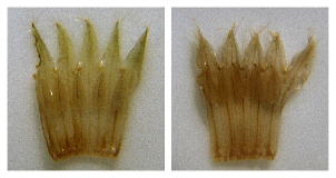 Dissected, spread Onosmodium corollas. Left: O. virginianum (Stephens County, Georgia), with narrower, more strongly acute corolla lobes and shorter filaments. Right: O. decipiens, with broader, less acute corolla lobes and longer filaments