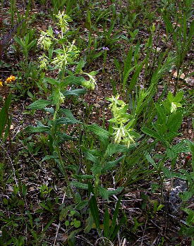 Onosmodium virginianum (Floyd County, Georgia)