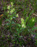 Onosmodium virginianum (Floyd County, Georgia)