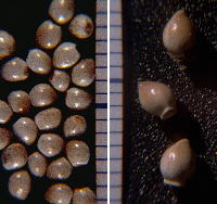 Nutlets of Onosmodium decipiens (left, from Bib County, Alabama) and O. molle ssp. hispidissimum (right, from Marion County, Tennessee). Both photographed with scale in millimeters to facilitate equal scaling of images