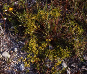 Virginia nailwort (Paronychia virginica)