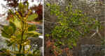 Phoradendron leucarpum (DeKalb County, Georgia) 