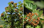 Physocarpus opulifolius (Burke County, North Carolina)