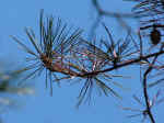 Pinus echinata (DeKalb County, Georgia)