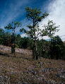 Pinus palustris (longleaf pine) on Ketona glade