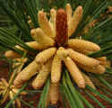 Pinus taeda (DeKalb County, Georgia)