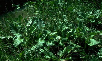 Plantago cordata (heartleaf plantain), Catoosa County, Georgia