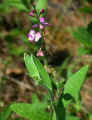 Polygala grandiflora