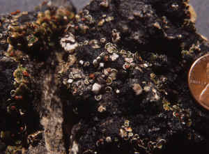Bordered scale lichen (Psora pseudorussellii)