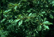 Quercus muehlenbergii (Chinquapin oak)