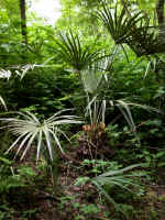 Rhapidophyllum hystrix (needle palm), Jackson County, Florida