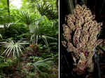 Rhapidophyllum hystrix (Jackson County, Florida)
