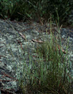 Wiry beakrush (Rhynchospora capillacea)