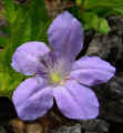 Ruellia humilis