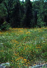 Ketona Dolomite glade in summer, with much Rudbeckia triloba var. pinnatiloba (pinnate-lobed brown-eyed Susan). "Plantain Glade," July 17, 1993.