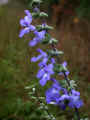 Salvia azurea