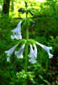 Salvia lyrata (DeKalb County, Georgia)