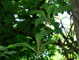 Schisandra glabra (bay starvine)