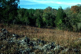 Glade in late autumnal aspect, with the dominant grass Schizachyrium scoparium (little bluestem) conspicuous. "Southwest Starblaze Glade," November 1, 1993.