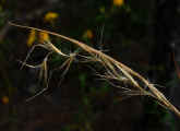 Schizachyrium scoparium (DeKalb County, Georgia)