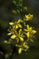 Sunnybells (Schoenolirion croceum); Clarke County, Georgia