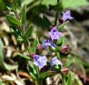 Scutellaria parvula