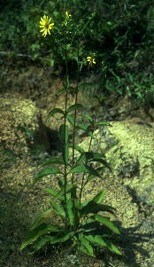 Silphium trifoliatum var. latifolium, Bibb County, Alabama [=S. asteriscus var. latifolium]. Note the well-spaced nodes as compared with S. glutinosum.