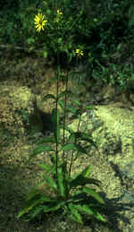 Silphium trifoliatum [asteriscus] var. latifolium