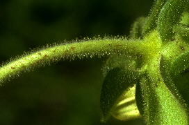 Densely stipitate-glandular peduncle and involucre of Silphium glutinosum. Note also the revolute margins of the outer phyllaries, a character most consistently expressed in the largest, central head of each cymule of the inflorescence.