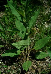 Lowermost leaves of Silphium glutinosum have longer petioles than those of S. integrifolium or S. perplexum, especially those persisiting until anthesis.
