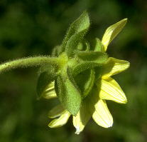 Head of Silphium glutinosum, with distinctive involucre morphology, best developed in central head of cymose cluster
