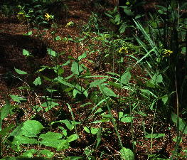 Silphium glutinosum X S. trifoliatum [asteriscus] var. latifolium
