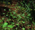 Silphium glutinosum  X S. trifoliatum [asteriscus] var. latifolium