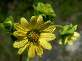 Typical flower head of Silphium glutinosum, with 13 rays 