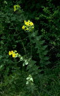 Vigorous Silphium integrifolium, with many nodes, very gradually reduced upward, and relatively congested inflorescence-branching (Lowndes County, Mississippi)