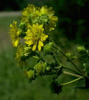 Silphium integrifolium, closeup of stem in image at right, with numerous rays and congested inflorescence (Lowndes County, Mississippi)