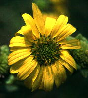 Typical head of Silphium integrifolium, with many rays (here ca. 23), Sumter County, Alabama