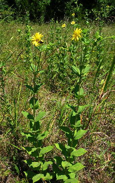 Silphium perplexum, Dallas County, Alabama