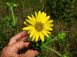 Silphium perplexum (Dallas County, Alabama), head with many more rays than the 13 that are normal for S. glutinosum (but within the range for S. integrifolium ray flowers)