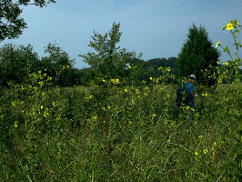 Perry County, Alabama site with a large population of Silphium perplexum, and a glimpse of Tim Stevens