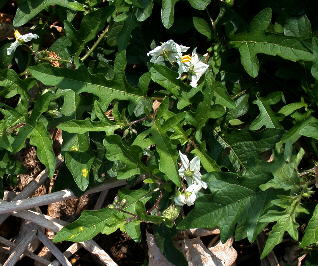 Solanum carolinense var. floridanum (Jenkins County, Georgia)