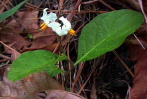 Dwarf horsenettle (Solanum pumilum)