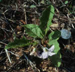 Solanum carolinense var. carolinense