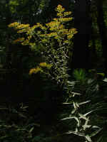 Solidago odora (DeKalb County, Georgia)