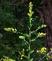 Solidago ulmifolia