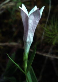 "Candy-striped" exterior of corolla of Spigelia gentianoides var. alabamensis