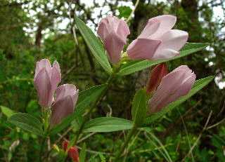 Spigelia gentianoides var. alabamensis