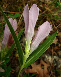 Spigelia gentianoides var. alabamensis