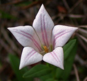 View into flower of Spigelia gentianoides var. alabamensis, showing guide lines